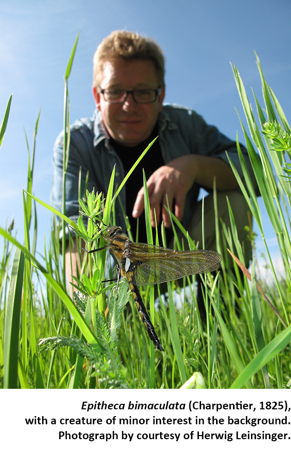 Epitheca bimaculata and Florian Weihrauch Epitheca bimaculata and Florian Weihrauch